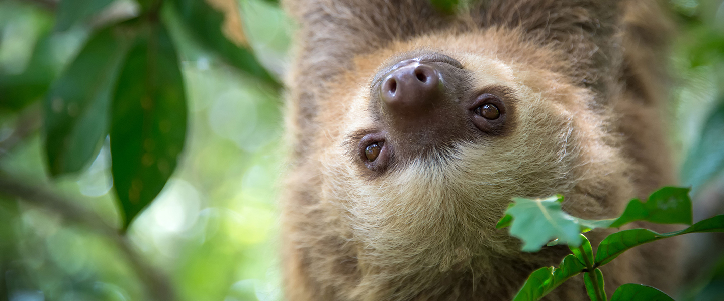 Unberührter Dschungel im Corcovado-Nationalpark - WORLD INSIGHT Individuell